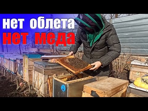 Видео: Пчеловодство метод Гопка или Спасение пчел от голода до облета. Поджатие пчел весной