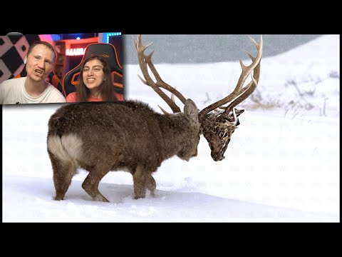 Видео: Вы Никогда Не Узнаете Этого в Школе | Реакция на Watop