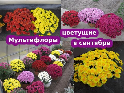Видео: Хризантемы мультифлора, цветущие в сентябре. Обзор по сортам.