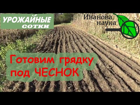 Видео: Крупный и вкусный ЧЕСНОК без проблем! Готовим грядку к посадке ЧЕСНОКА!