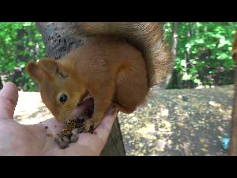 Видео: Жизни белок тоже важны. Что за бардак в Нескучном саду / The lives of squirrels are important