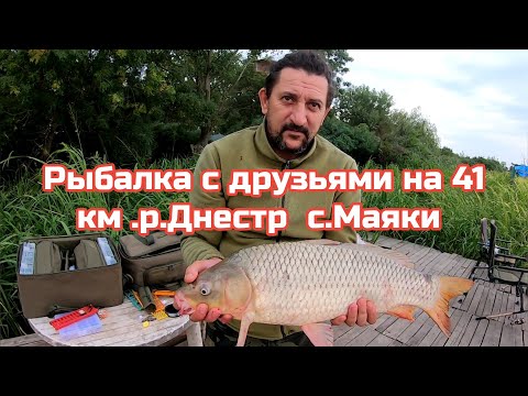 Видео: Ловим с друзьями КАРПА  на 41 км .р .Днестр.