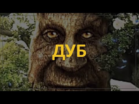 Видео: Медив Читает Толстого: Дуб