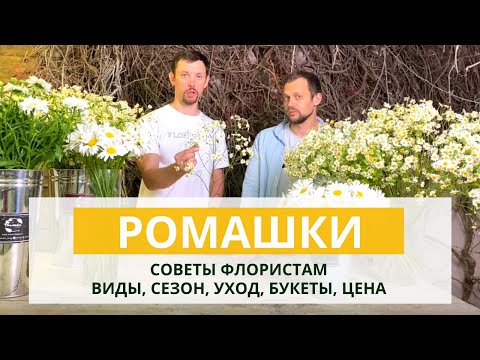 Видео: ВСЕ О РОМАШКАХ | Виды ромашки. Сезон ромашки. Букеты с ромашкой и цены. Как ухаживать за ромашкой