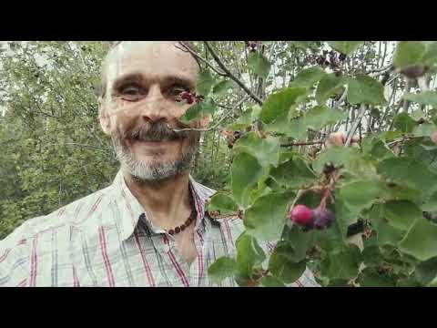 Видео: город Гай в июле 2025 - поспела Ирга