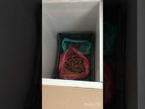 Видео: Термошкаф для хранения овощей на балконе. Контроллер W3230, схема подключения, программирование.