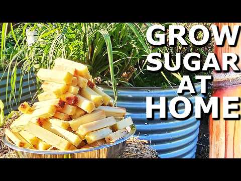 Видео: Как вырастить тонну сахарного тростника и почему это полезно для вас