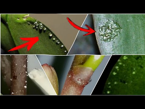 Видео: ⚡️ На ОРХИДЕЕ появились ЛИПКИЕ КАПЛИ не ГУТТАЦИЯ! 💧💧Что такое ЭФН орхидеи Может ли оно быть опасным❓