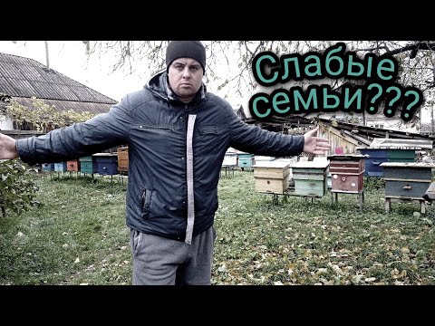 Видео: Они не перезимуют в таком состоянии! На пасеке слабые семьи? Что делать с ними как зимовать?