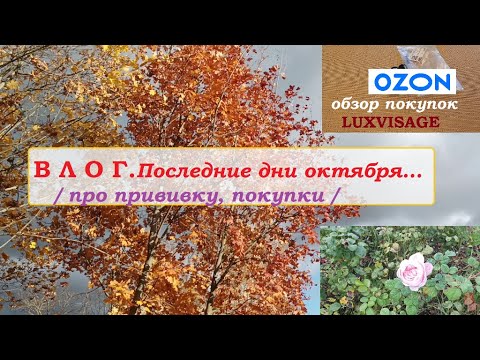 Видео: ВЛОГ.Последние дни октября.Про прививку.LUXBISAGE из Озона.