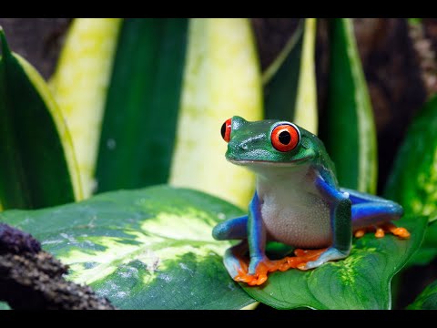 Видео: FACTS about FROGS!🐸🐸🐸 Факти про ЖАБ!!! 🐸🐸🐸