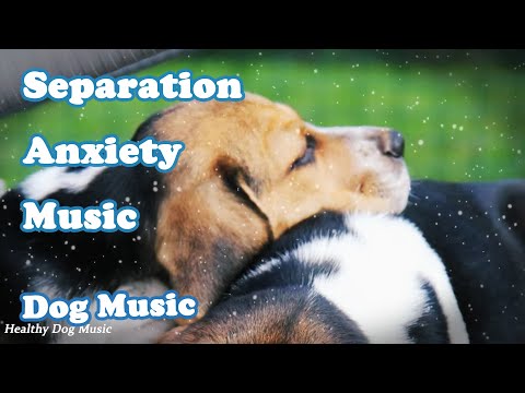 Видео: Музыка для собак Deep Sleep🐶💖Музыка для собак при разлуке🐶🎵