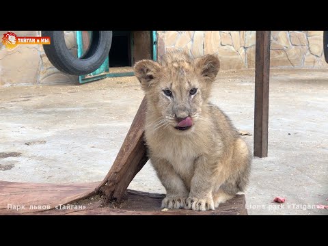 Видео: Маленький лев - большой царь в тигрином королевстве. Тайган. Lions & tigers life in Taigan.