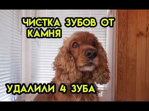 Видео: Спаниель Сёма: Чистка зубов от камня. Удалили 4 зуба. =(