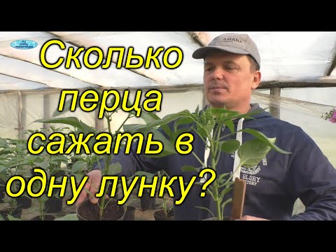 Видео: Сколько перца садить в 1 лунку? (из нашего опыта)