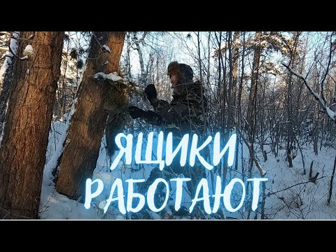 Видео: ОХОТА НА СОБОЛЯ. Серия № 4. Ящики работают / SABLE HUNTING. Series No. 4. Boxes are working