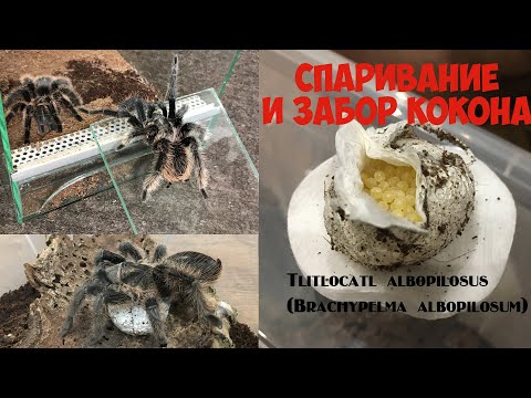 Видео: Спаривание Tlitlocatl albopilosus и забор кокона / Tlitlocatl albopilosus mating
