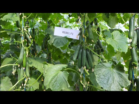 Видео: РЕБЕЛ F1-МЎЛ КЎЛ ҲОСИЛ ДЕМАК! (Cucumber Rebel F1 Sakata)