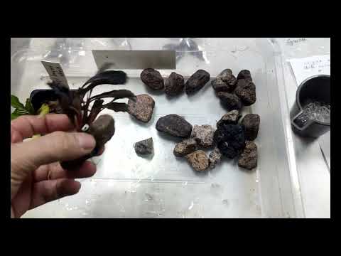 Видео: буцефаландры распаковка, нюансы.