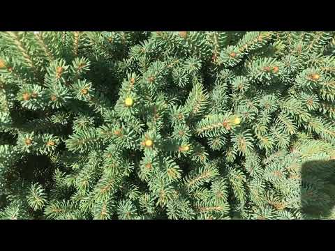 Видео: Ели для сада