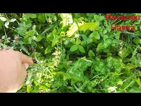 Видео: НИКОГДА не используйте эти СИДЕРАТЫ в огороде, а используйте в саду.