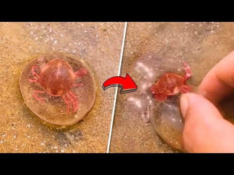 Видео: 25 СЛУЧАЕВ, КОГДА ЖИВОТНЫЕ ПРОСИЛИ ЛЮДЕЙ О ПОМОЩИ