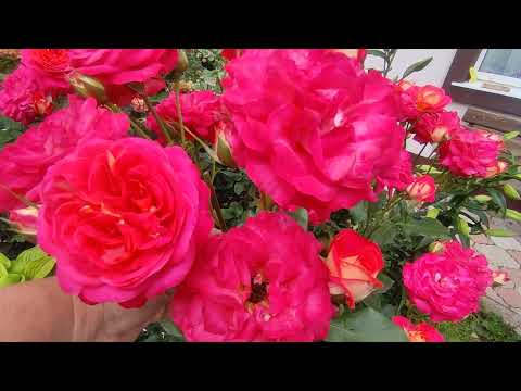 Видео: Роза Мидсаммер🌹🌹💥💥🍃🎉
Rosa Midsummer