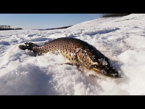 Видео: Встречаем весну 2020 на рыбалке. Бурейское водохранилище. Приготовление щуки в шарабане.