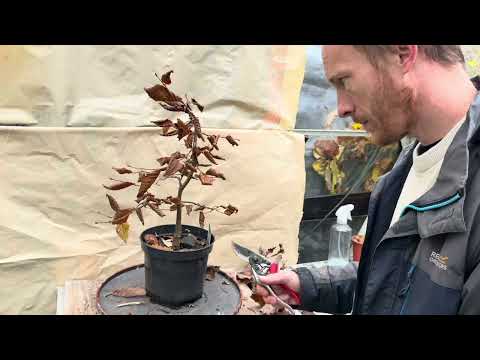 Видео: Обрезка 8 моих деревьев-предшественников бонсай