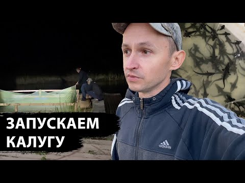 Видео: Запускаем КАЛУГУ ночью, выращивание осетра в пруду на участке, новый пруд так и не начали копать