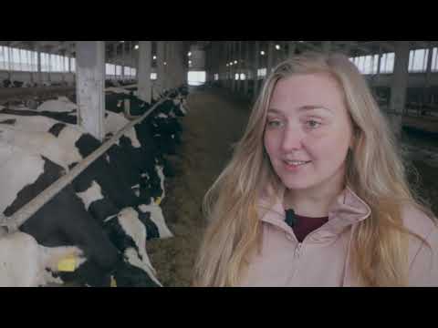 Видео: Сюжет о сырном заводе, 2017 год