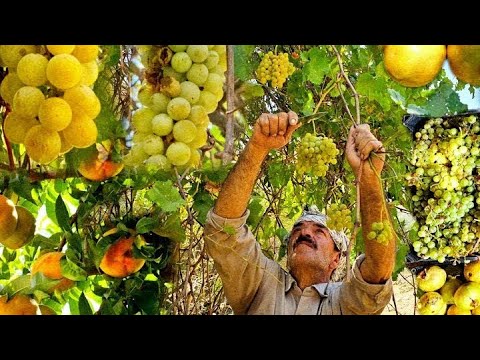 Видео: Сбор дикого винограда и заработок 🍇 | Сложный