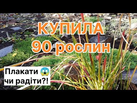 Видео: Купила 90 рослин і ось що з ними сталося #сад #рокарій #рослини #декупитирослини