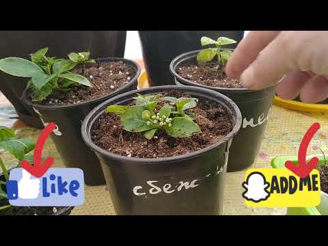 Видео: ГОРТЕНЗИЯ СБЕЖАВШАЯ НЕВЕСТА.ЧЕРЕНКОВАНИЕ.ЧЕРЕНКИ ИЗ ЧЕРЕНКОВ .