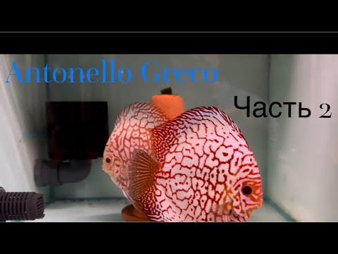 Видео: Antonello Greco. Часть 2