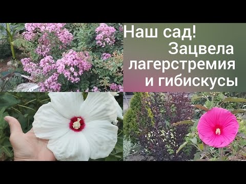 Видео: Наша жизнь в станице Гиагинской/Зацвела лагерстремия и сортовые гибискусы/Сибиряки в Адыгее/