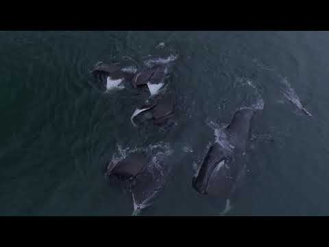 Видео: Киты бухты Врангеля