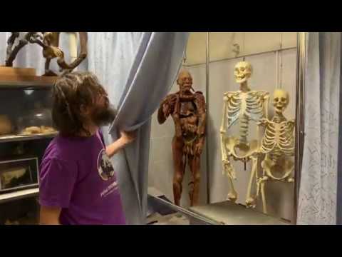 Видео: Логово Дробышевского: интервью на кафедре антропологии