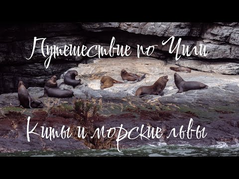 Видео: Чили, едем на север. Киты, морские львы и пингвины.