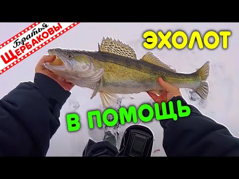 Видео: Зимой за СУДАКОМ с ЭХОЛОТОМ. Живые ПОКЛЕВКИ! Техника и тактика. Вкуснейший судак из духовки