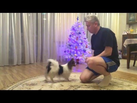 Видео: Папильон (Папийон) Вилли дрессировка 1. Papillon Willy