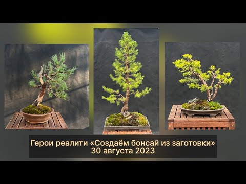 Видео: Реалити-шоу «Создаём бонсай» с Андреем Дарусенковым