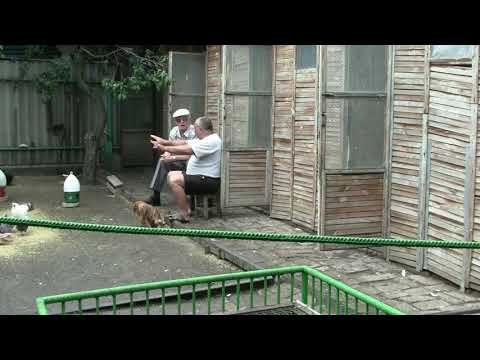 Видео: Приехал в гости голубевод с большим стажем 31.07.2019 г
