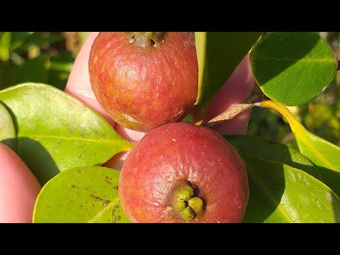 Видео: Поспел псидиум кеттли или земляничная гуава) пробую первый раз!😀😋