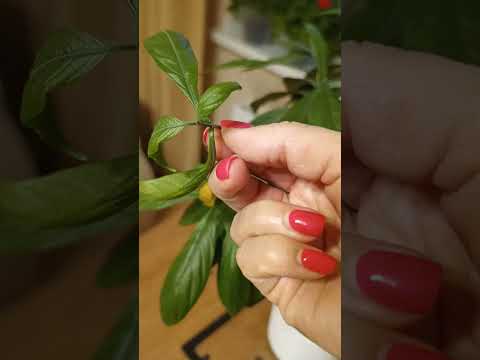 Видео: Пахистахис. Реанимация , прищипка,размножение.