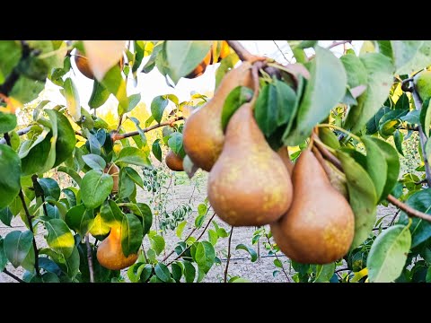 Видео: Груша Бере Боск