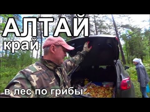 Видео: в Лес по Грибы. 🍄 В поисках белого, нашли много маслят