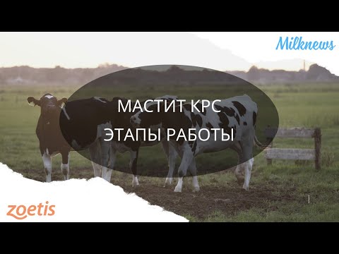 Видео: Мастит КРС – этапы работы