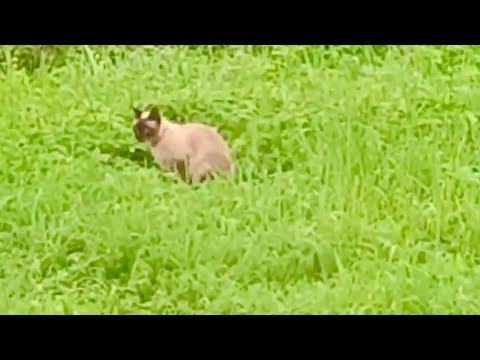 Видео: Купил новый кустарник. Дрозды напали на черную рябину.