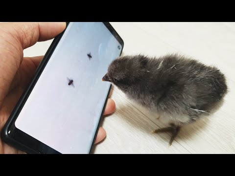 Видео: Процесс становления отцом цыплят